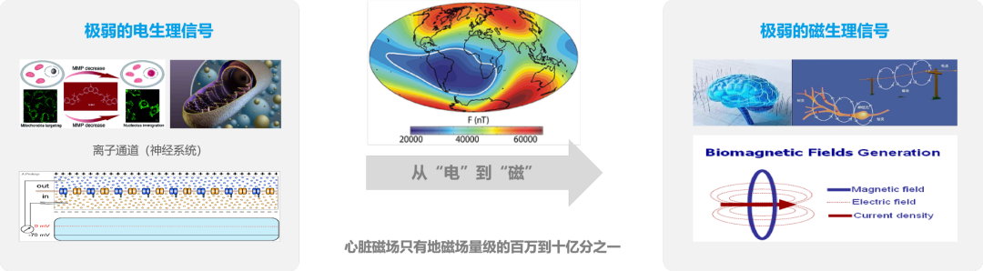 【探磁于心】心脏磁场，从“看不见”到“用得上”——心磁成像技术的破冰与国产崛起