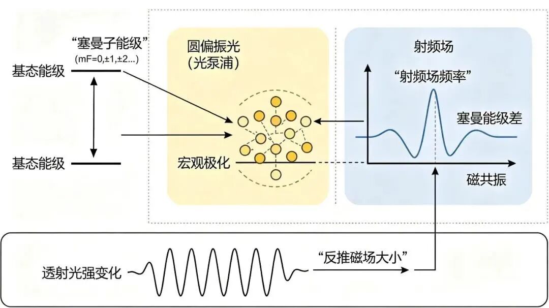 量子测量革命第一期： 从磁通门到SERF的灵敏度跃迁